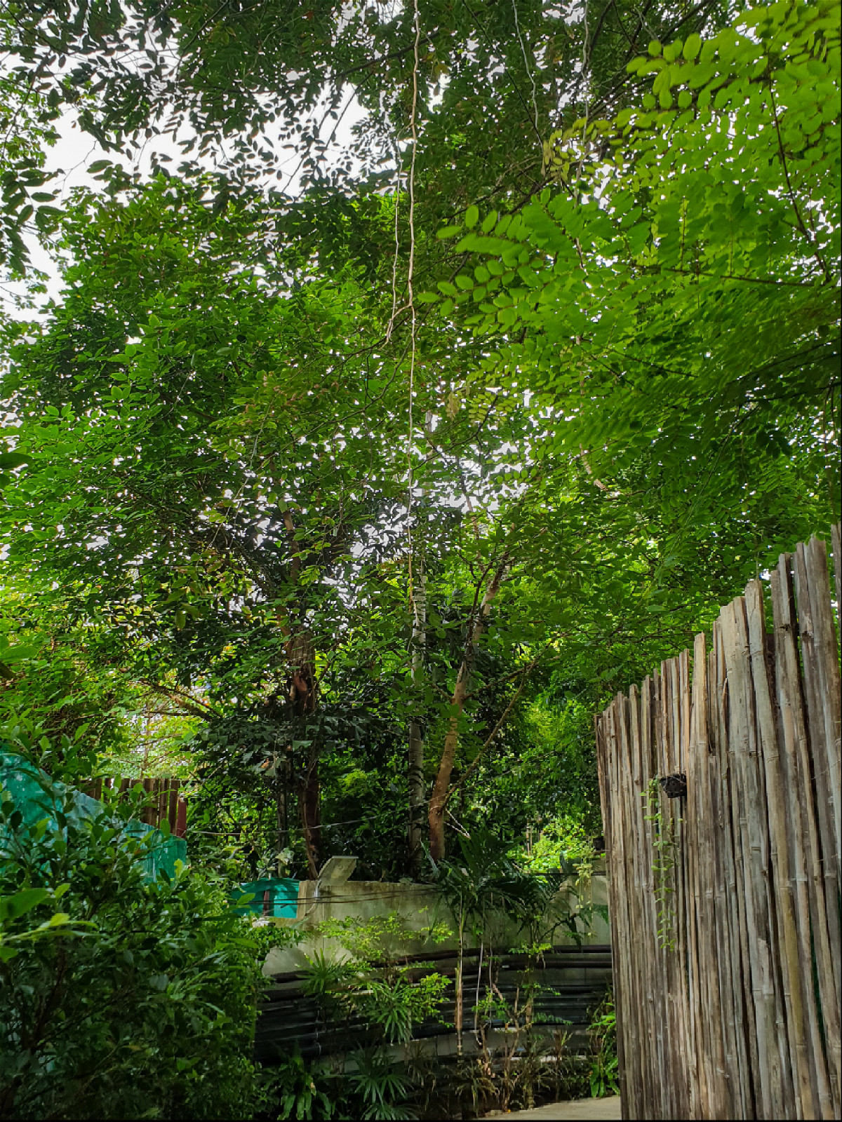 лианы свисающие с деревьев рядом с бамбуковым забором сада