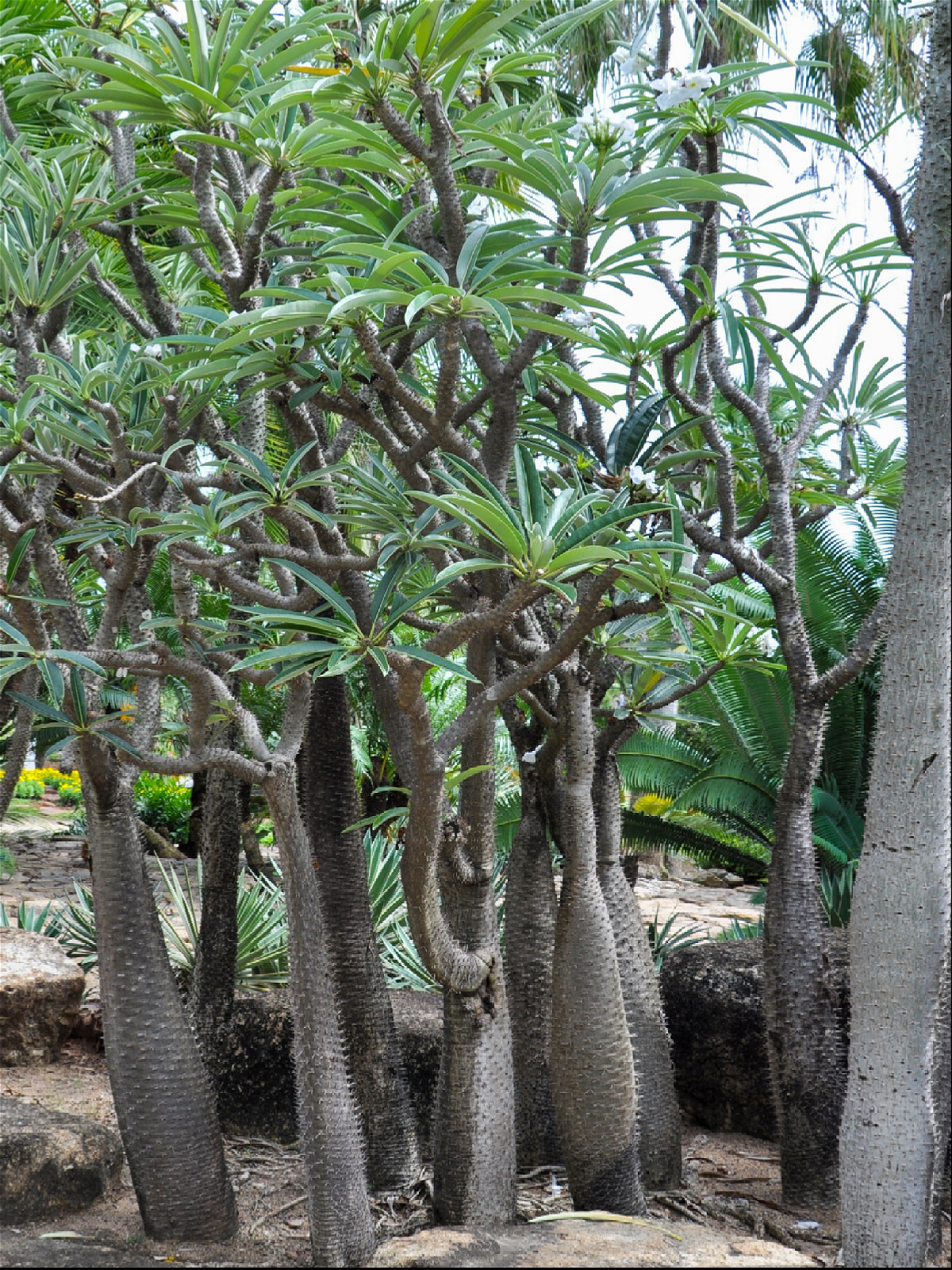 мадагаскарская пальма пахиподиум