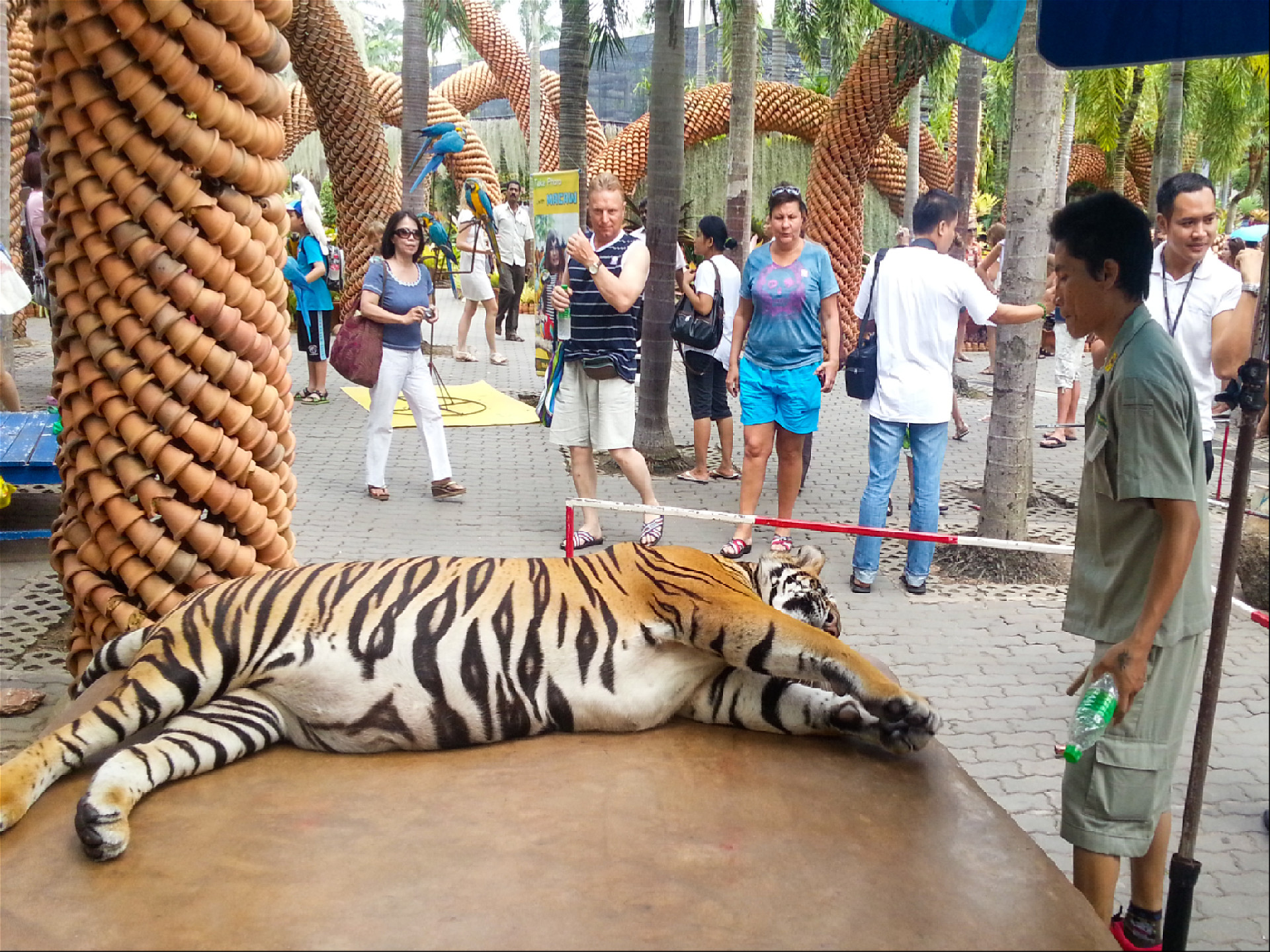 лежащий на камне тигр рядом с таицем