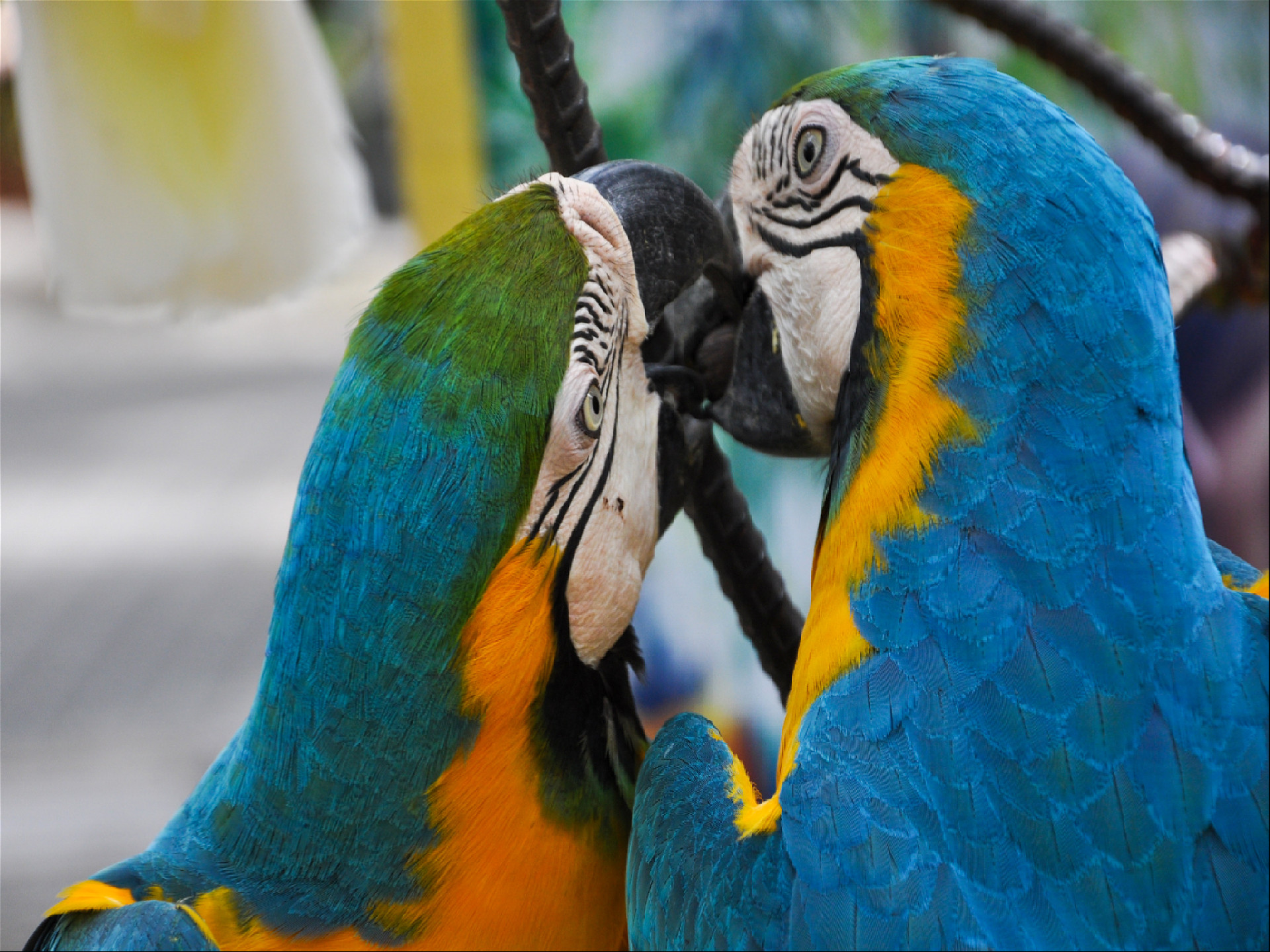 два ярких тропических попугая целуются клювами