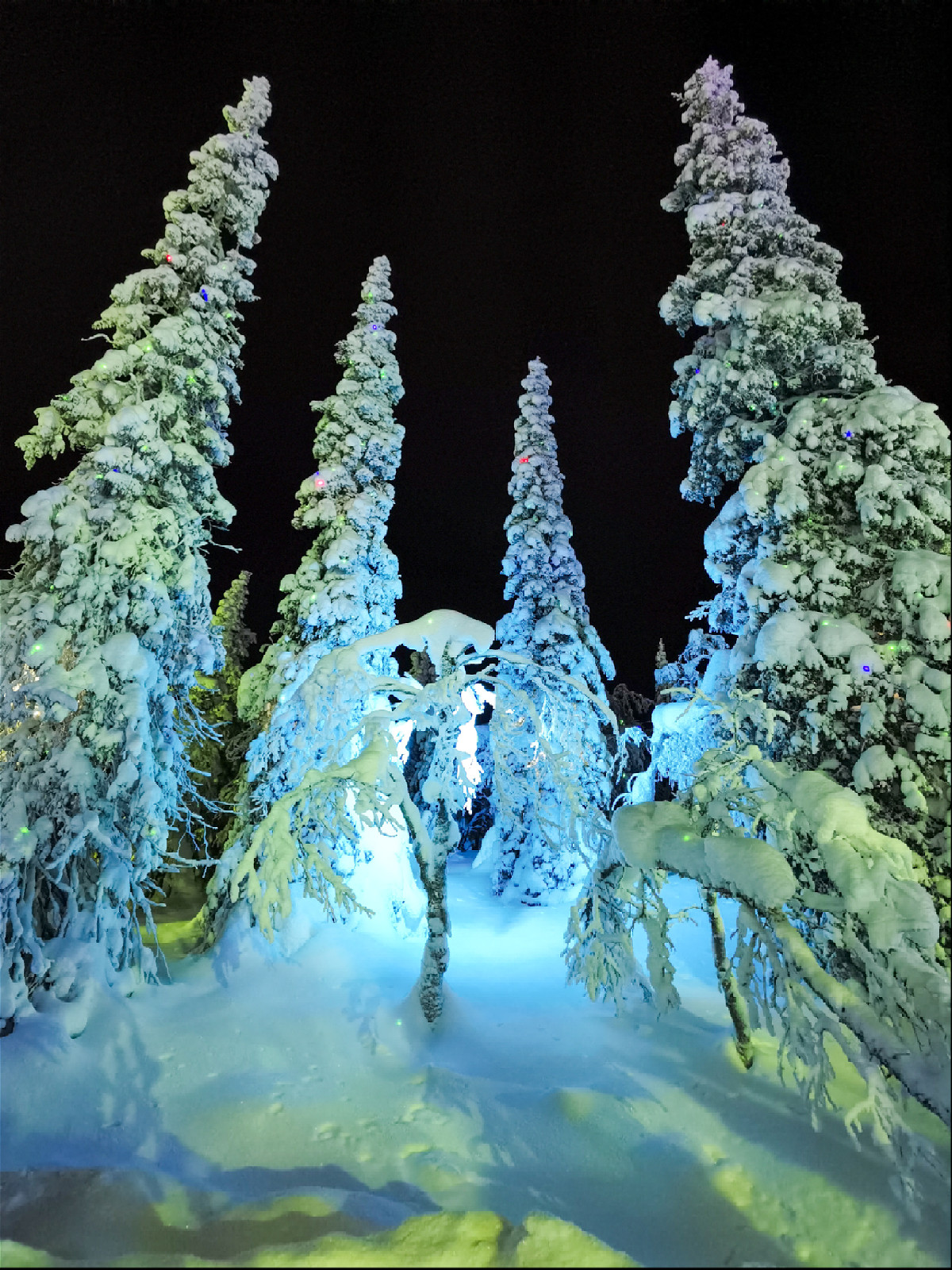 высокие елки полность в снегу