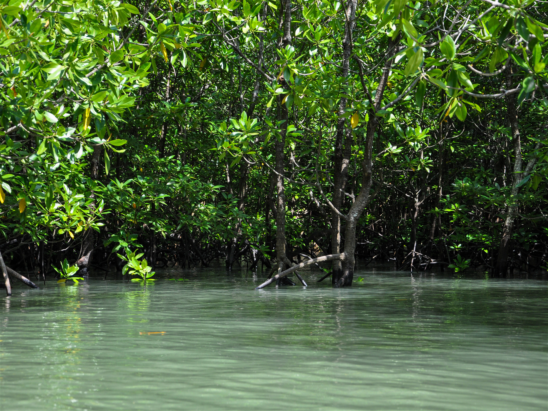 мангровые заросли в морской лагуне