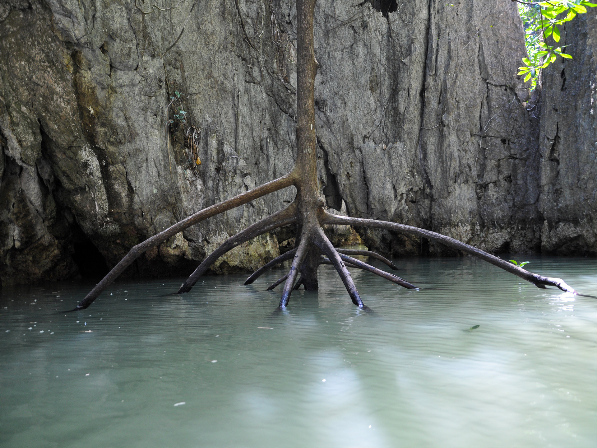 корни мангрового дерева в воде