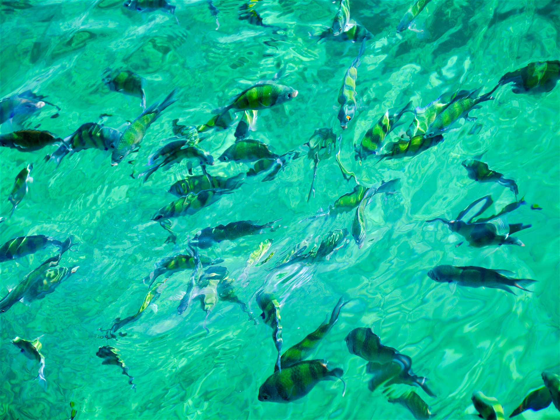 Тропические рыбки в воде
