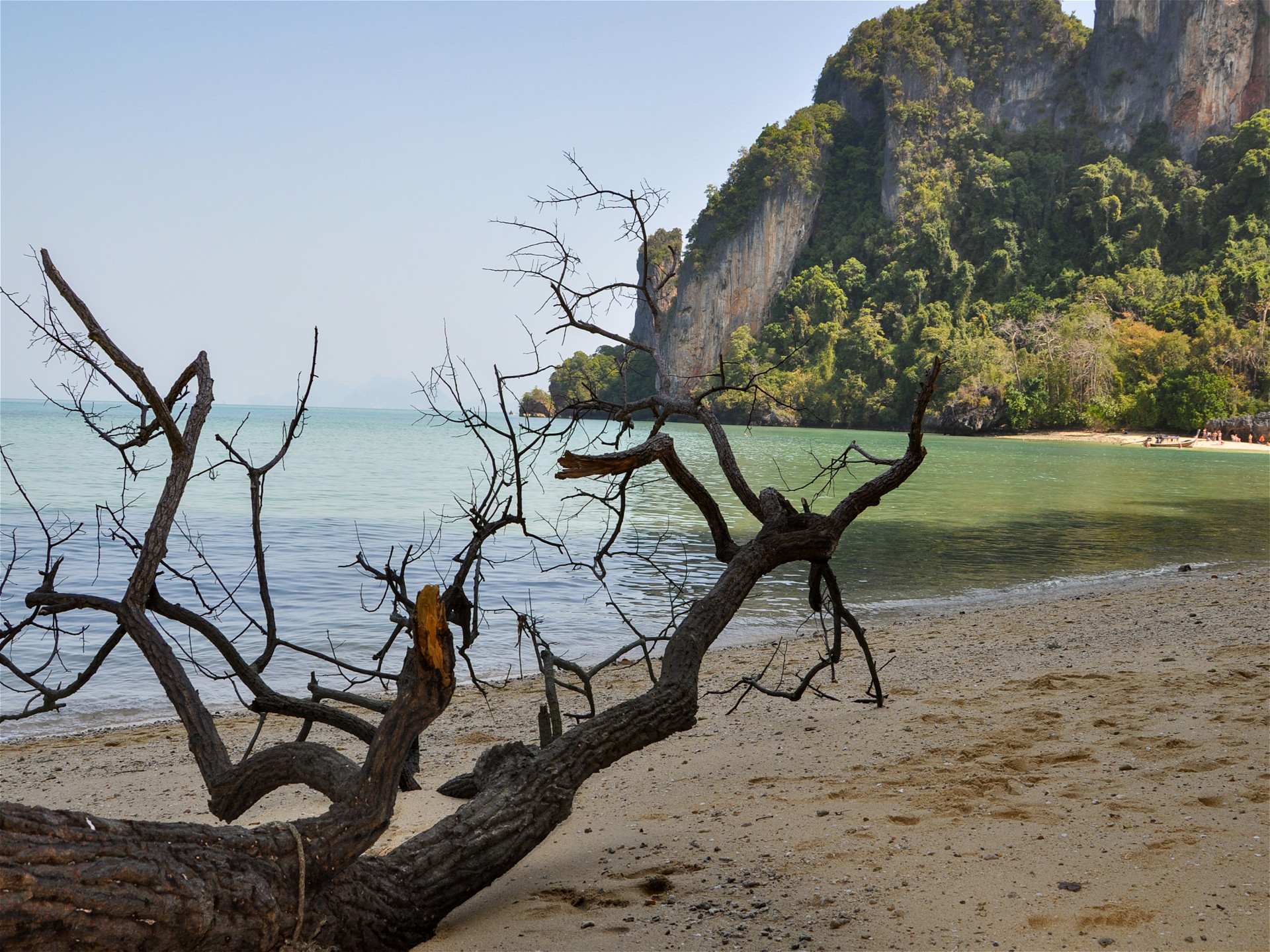 Ветка дерева на песочном пляже